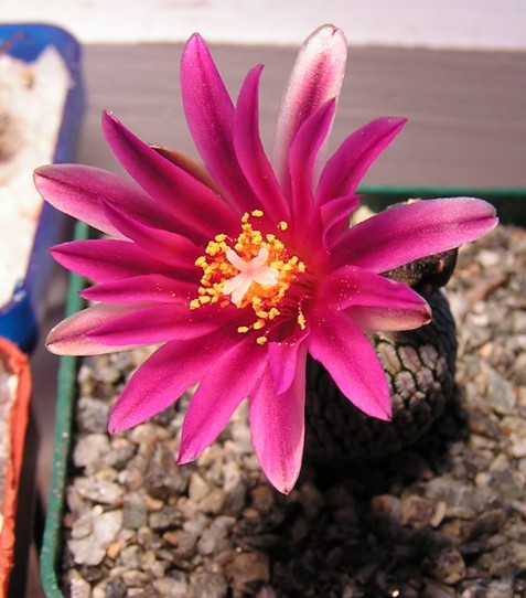 Turbinicarpus  pseudopectinatus v  rubriflorus