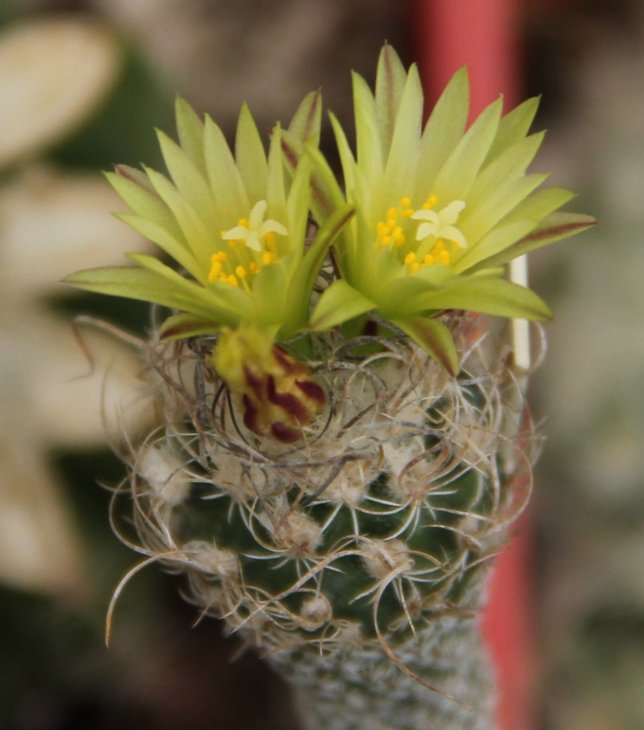 Turbinicarpus krainzianus v  minimus 002