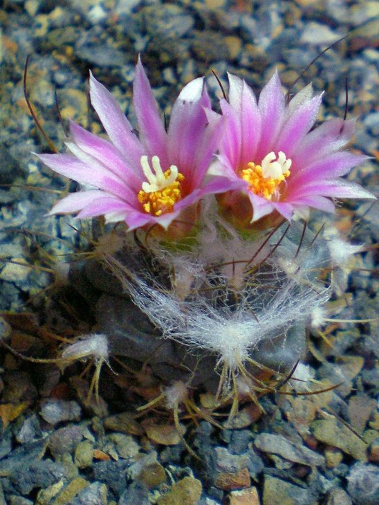 Turbinicarpus laui