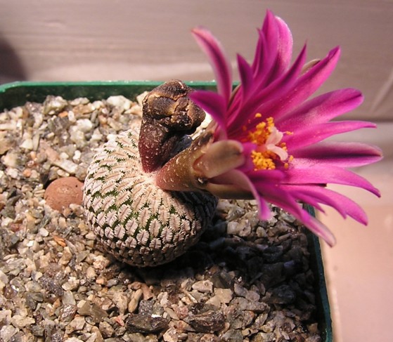 Turbinicarpus pseudopectinatus v  rubriflorus 1