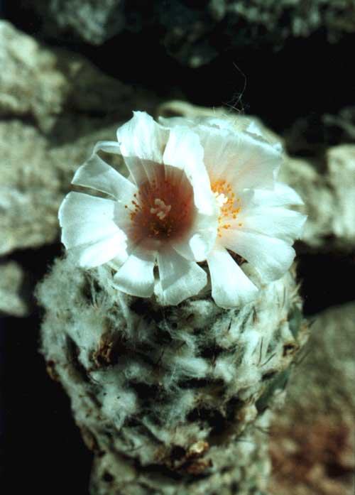 Turbinicarpus lophophoroides