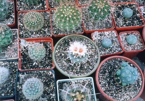 Turbinicarpus sp.