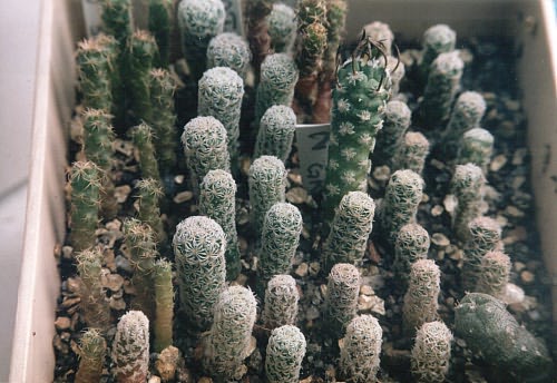 Сеянцы Turbinicarpus