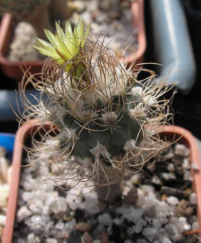 turbinicarpus_krainzianus_v_minimus_Ann.jpg