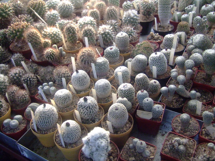 DSCF7148.jpg