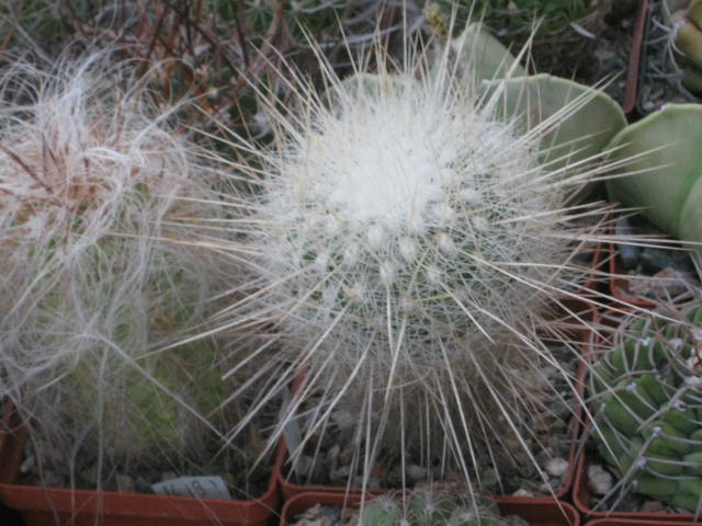  325