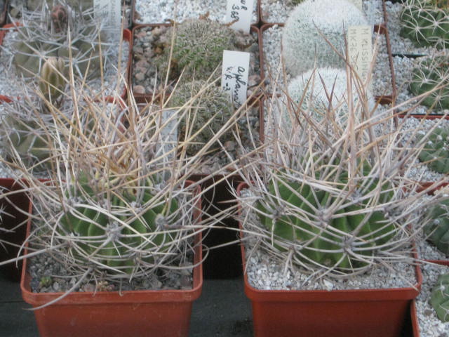  335