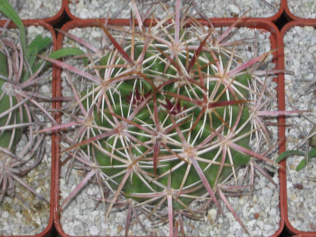  409