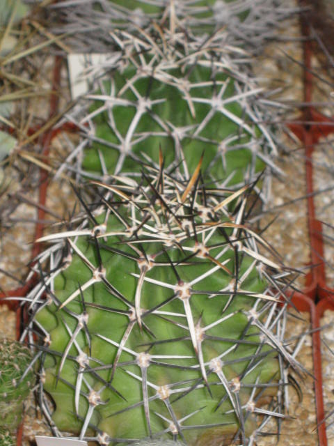  435