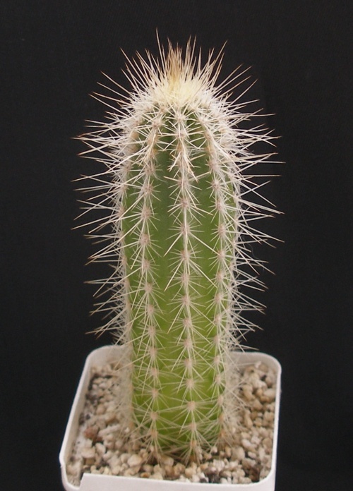 Stephanocereus leucostele