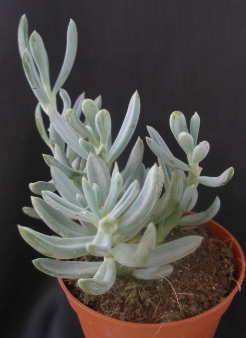 Senecio serpens 