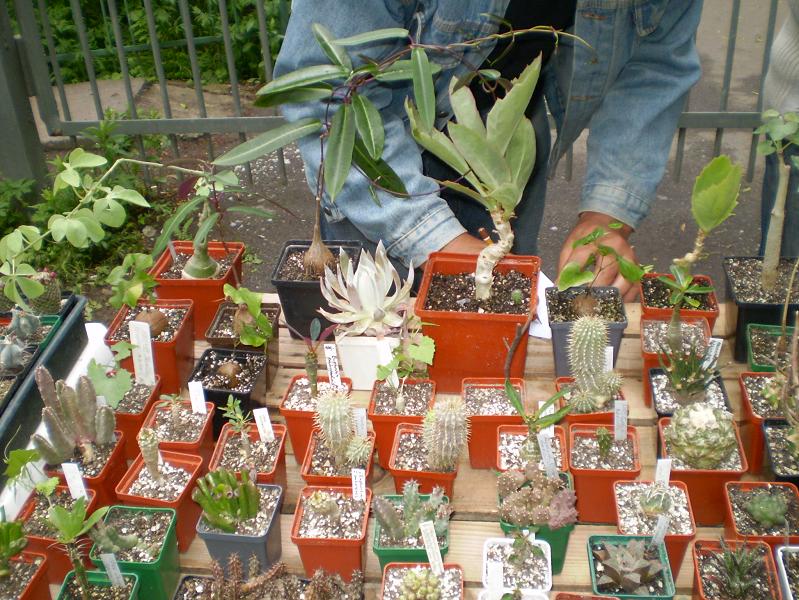 Выставка май 2008