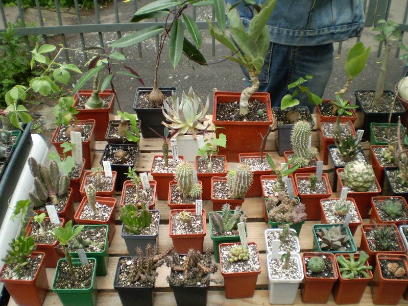 Выставка май 2008