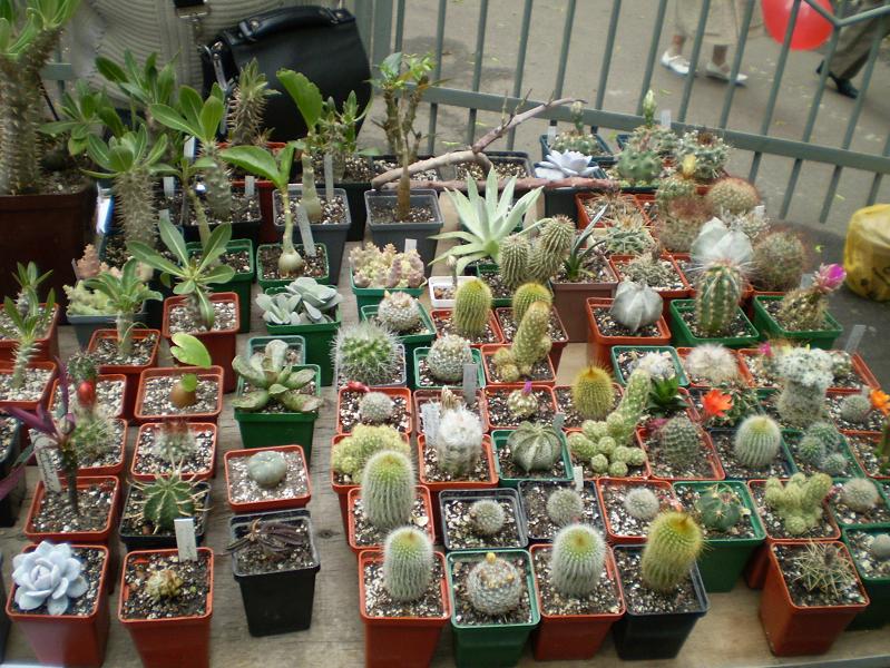 Выставка май 2008
