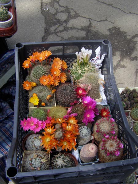 Выставка май 2008