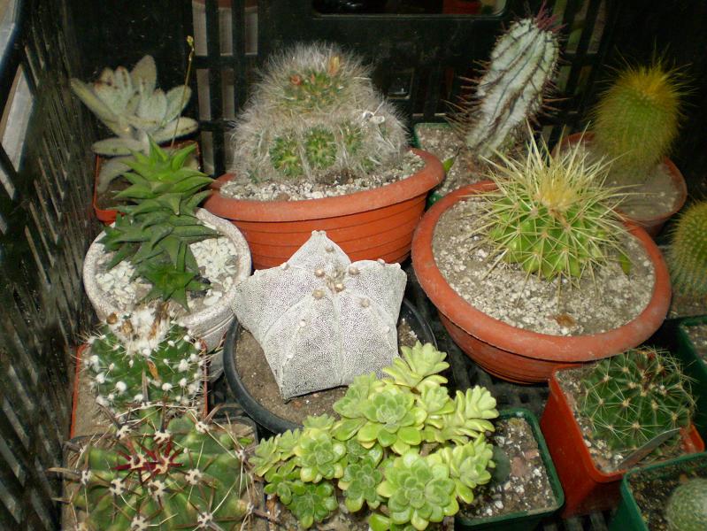 Выставка май 2008