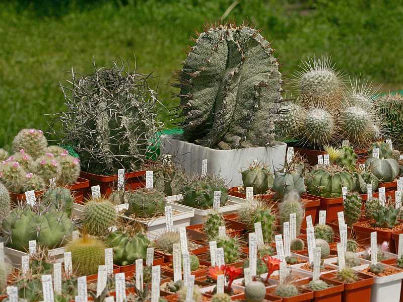 Выставка май 2005 (Киев)