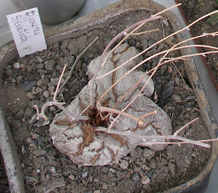  Выставка 03-05.06.2011 на Куликовом поле