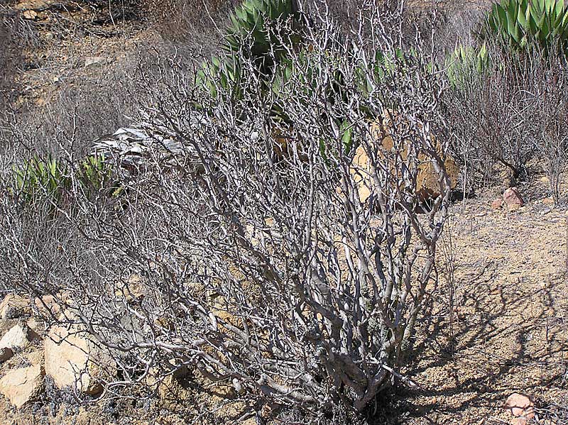 Baja (California)