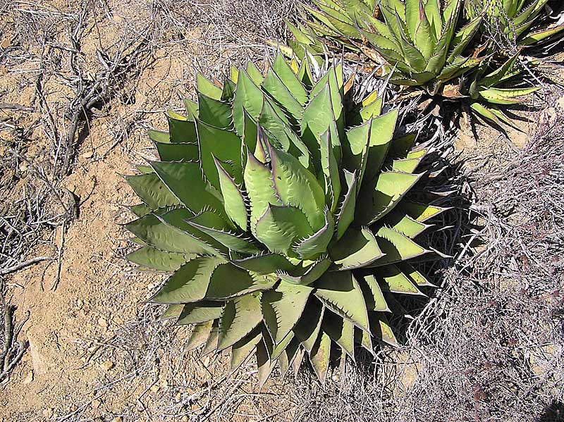 Baja (California)
