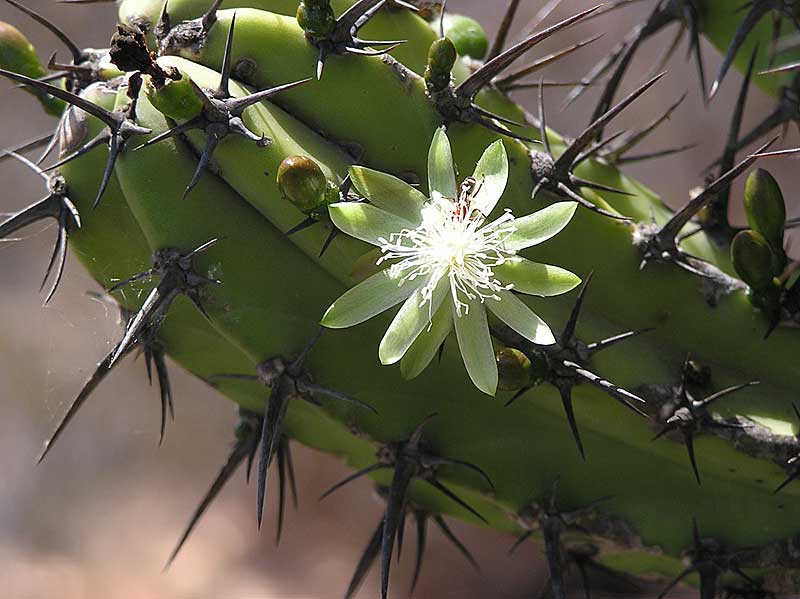 Baja (California)