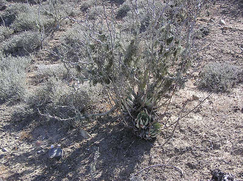 Baja (California)
