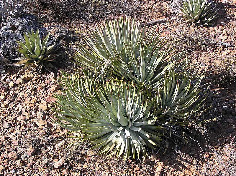Baja (California)