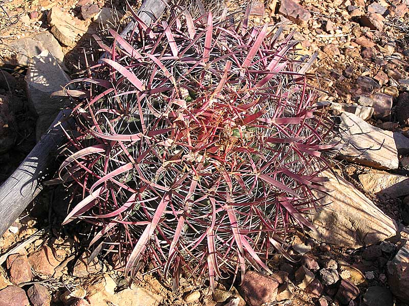 Baja (California)