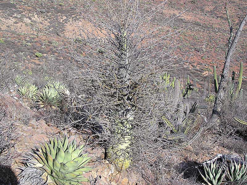 Baja (California)