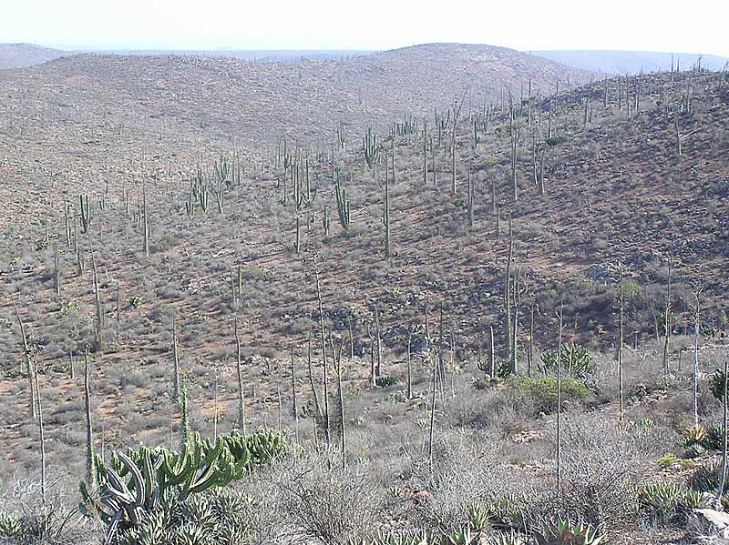 Baja (California)