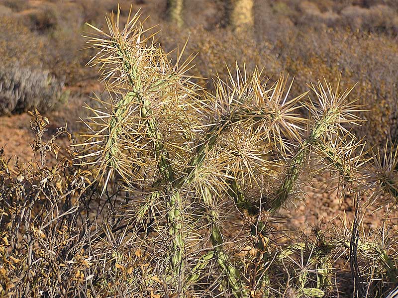 Baja (California)