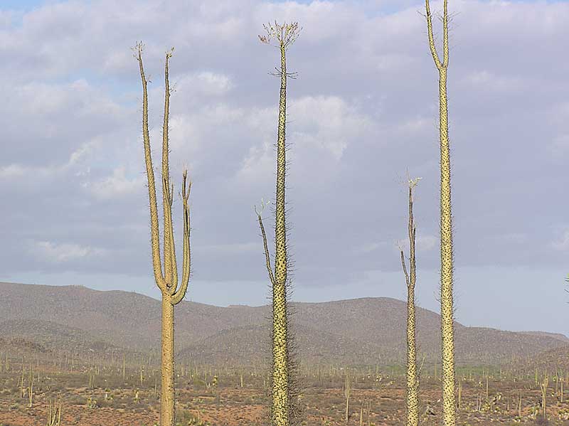 Baja (California)