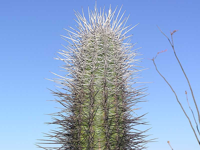 Baja (California)