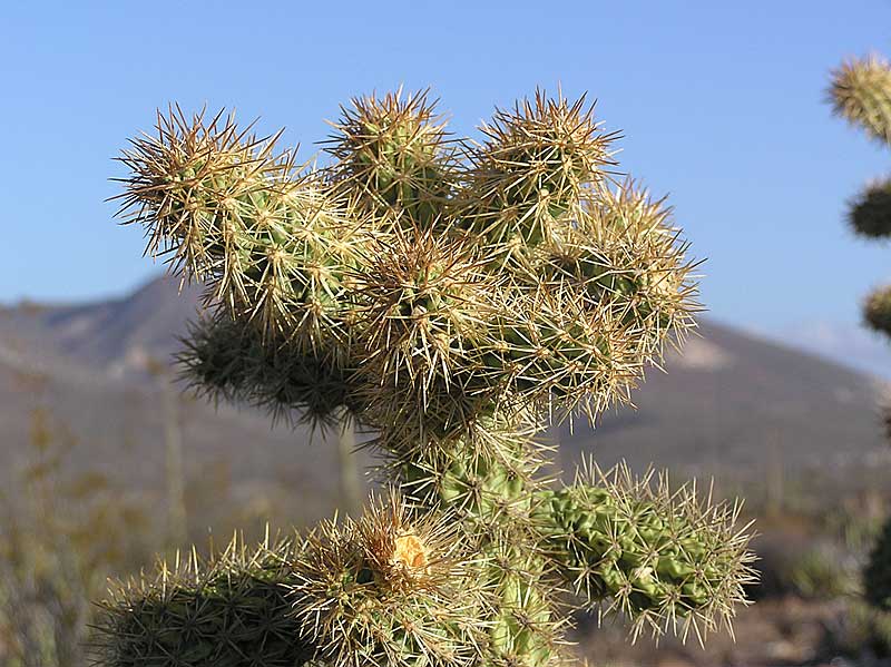Baja (California)