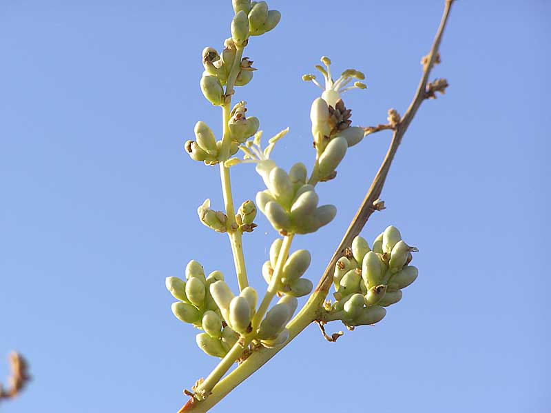 Baja (California)