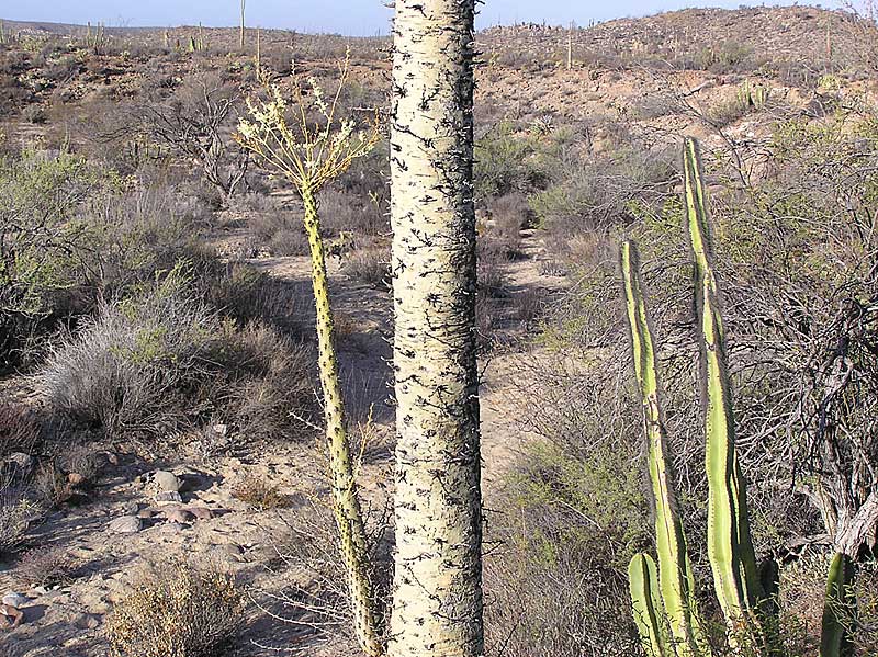 Baja (California)