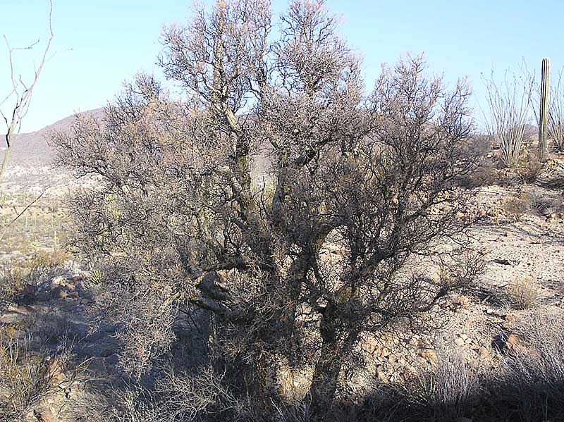 Baja (California)