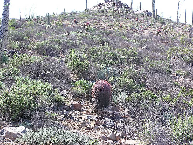 Baja (California)