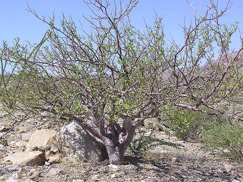 Baja (California)