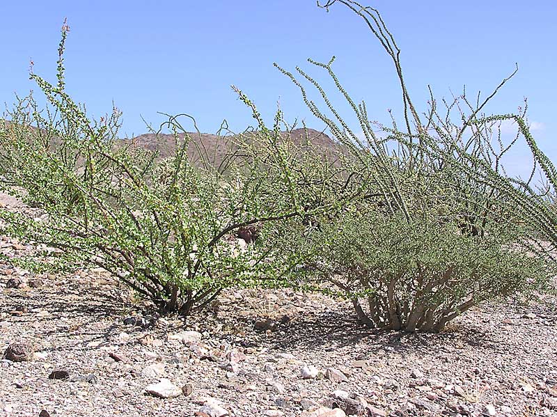 Baja (California)