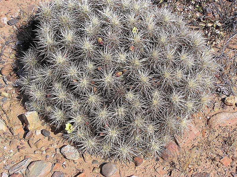 Baja (California)