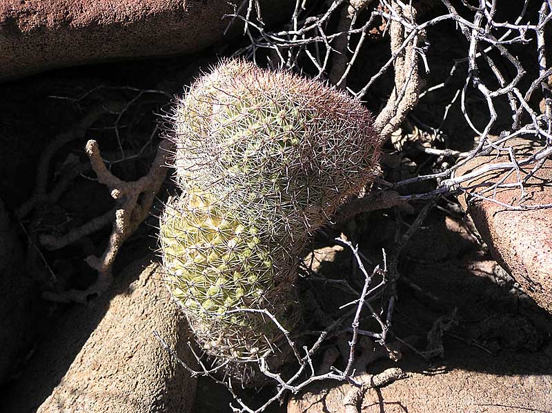 Baja (California)