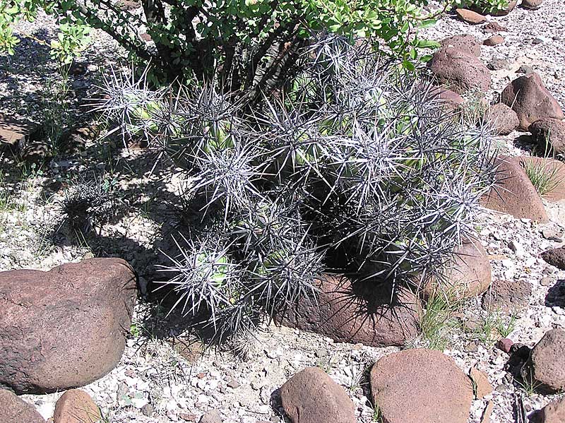 Baja (California)