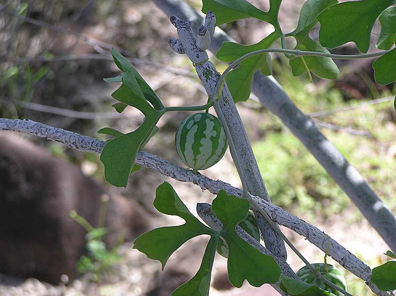 Baja (California)