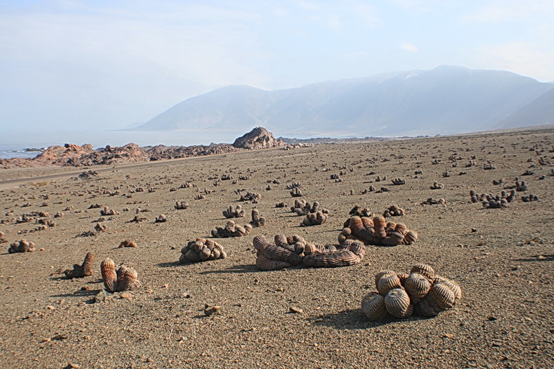 Чили, Аргентина