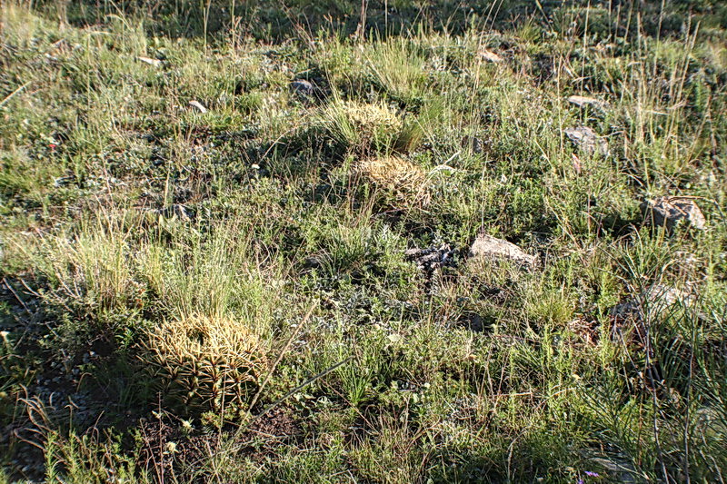 Чили, Аргентина