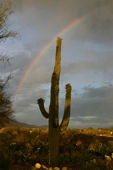 LS saguaro-and-rainbow 