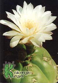 Календарик
