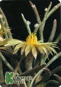 C 1