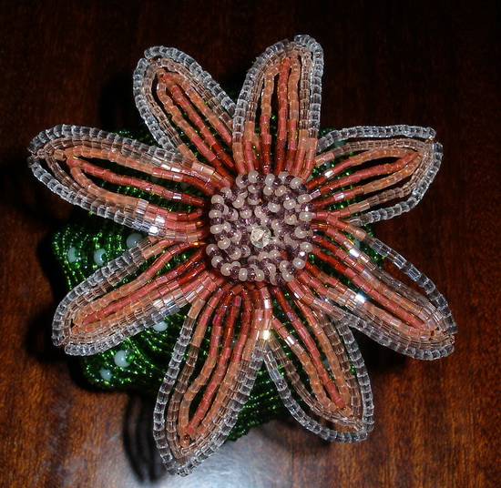 Astrophytum asterias cv. rote bluete :)